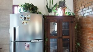 6 Motivos Para Ter Uma Planta Jiboia em Casa (E se Apaixonar!)